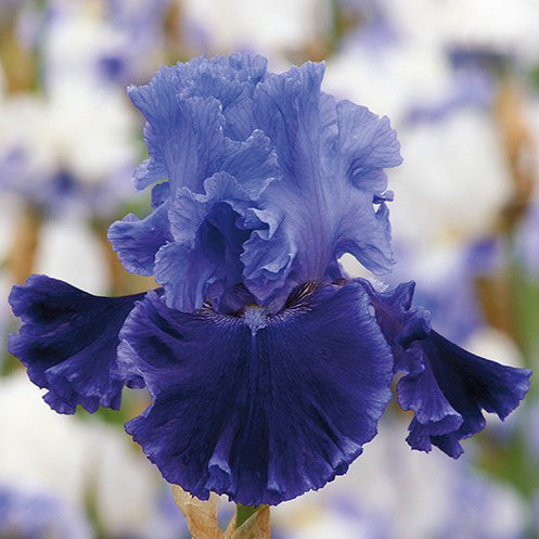 bearded iris cybergrape