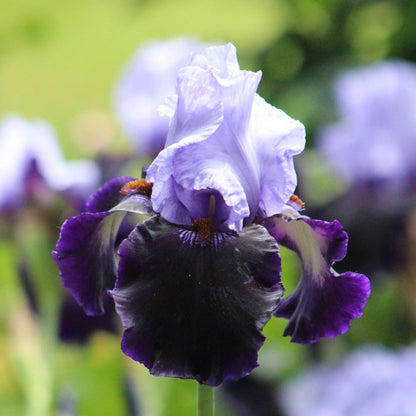 Close-up of a dark purple and light blue dangerous mood bearded iris flower with a blurred background