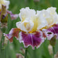 Close-up of a purple, white, and yellow dawn eternal bearded iris flower with a blurred background