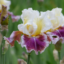 Close-up of a purple, white, and yellow dawn eternal bearded iris flower with a blurred background