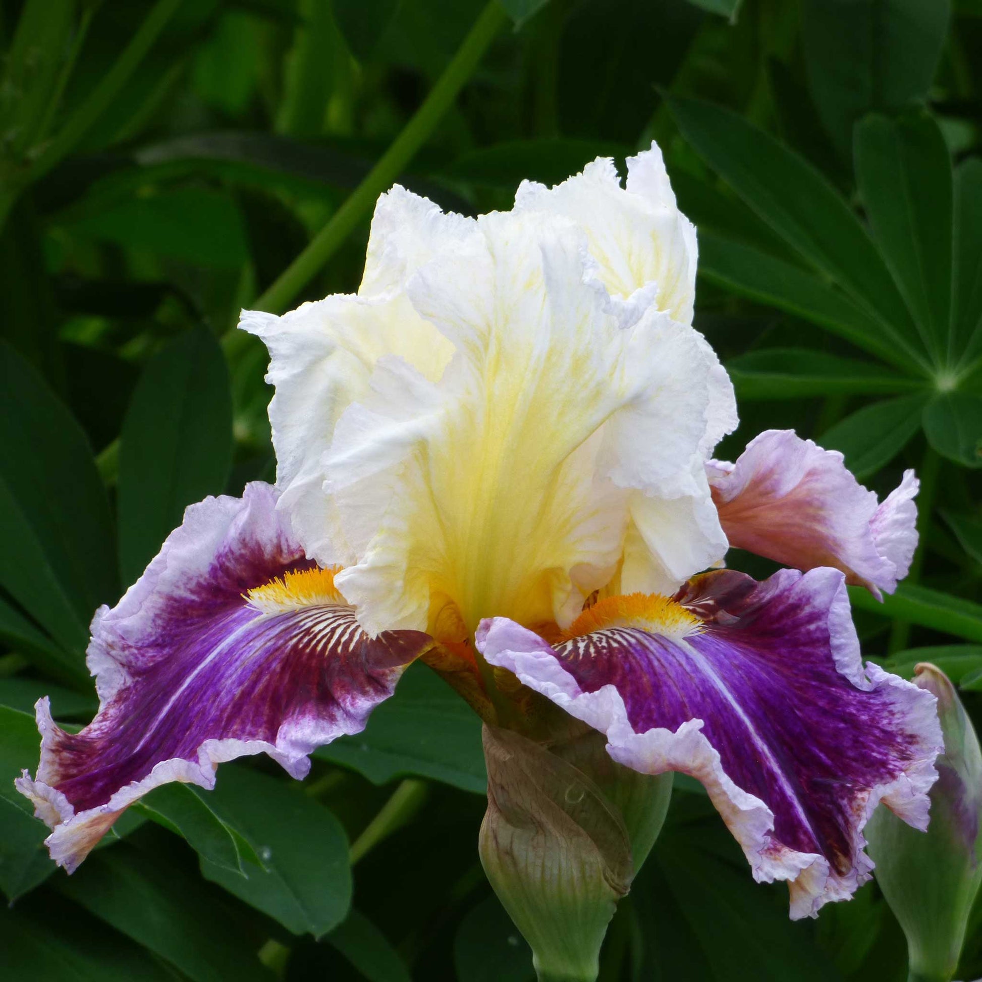 Close-up of a purple, white, and yellow dawn eternal bearded iris flower with a blurred background