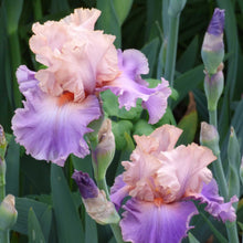 Close-up of a pink and purple discovered treasure bearded iris flowers with a blurred background