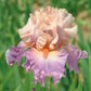 Close-up of a pink and purple discovered treasure bearded iris flower with a blurred background