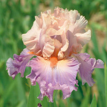 Close-up of a pink and purple discovered treasure bearded iris flower with a blurred background