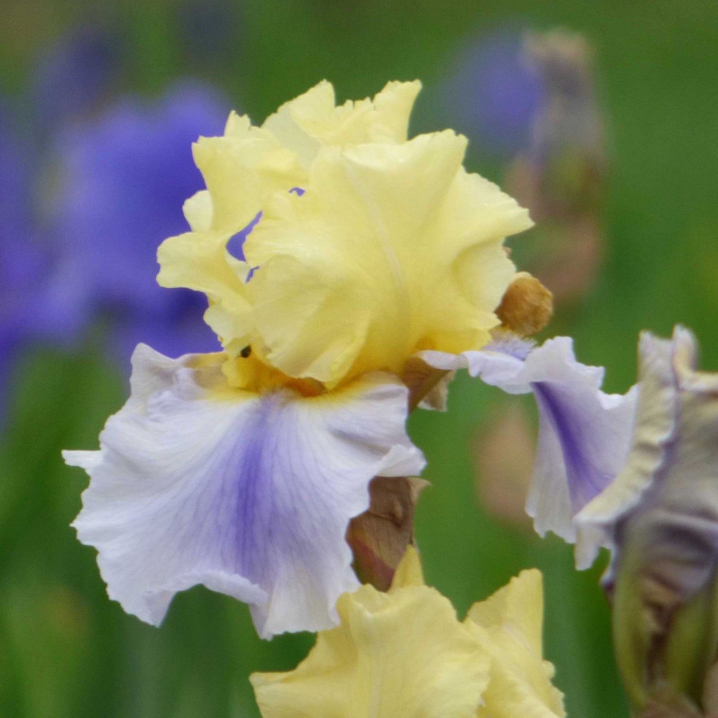 Bearded Iris Easter Candy Fall Flower Bulbs Eden Brothers