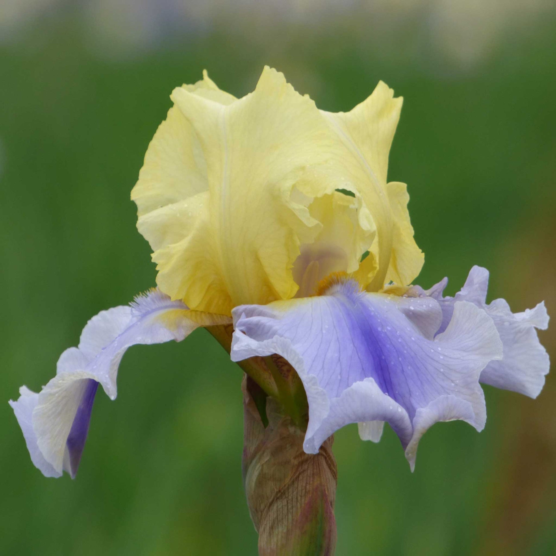 bearded iris easter candy