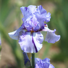 Close-up of a light purple elainealope bearded iris flower with a blurred background