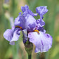 Close-up of a light purple elainealope bearded iris flower with a blurred background