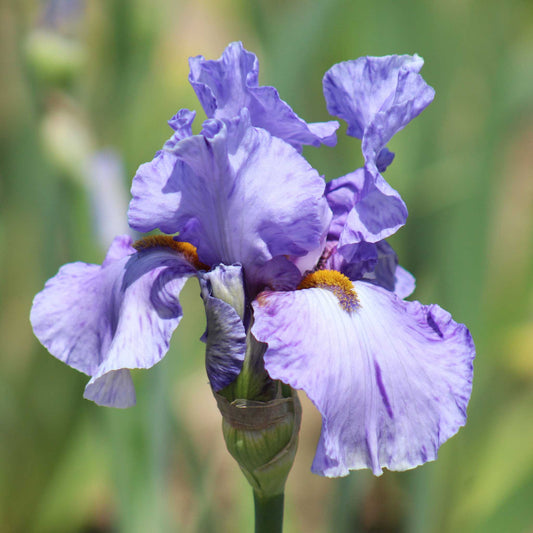 Close-up of a light purple elainealope bearded iris flower with a blurred background