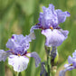 Close-up of a light purple elainealope bearded iris flower with a blurred background