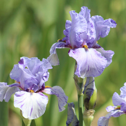 Close-up of a light purple elainealope bearded iris flower with a blurred background
