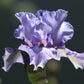 Close-up of a light purple elainealope bearded iris flower with a blurred background