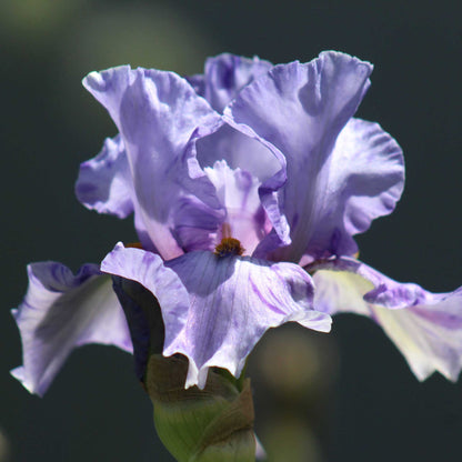 Close-up of a light purple elainealope bearded iris flower with a blurred background
