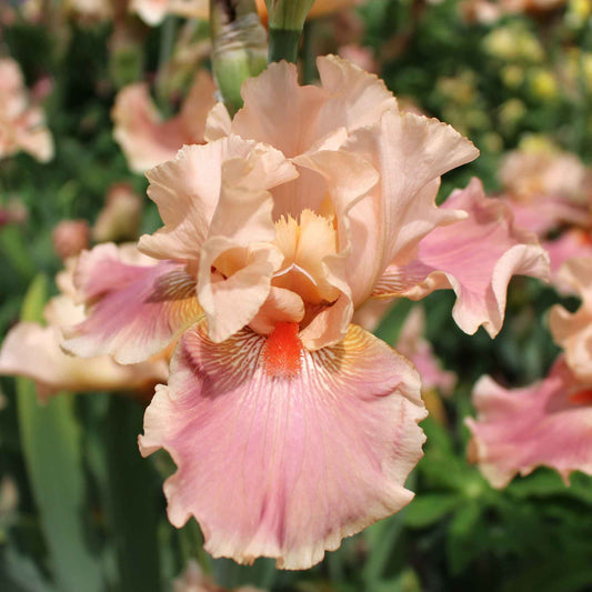 bearded iris entitled