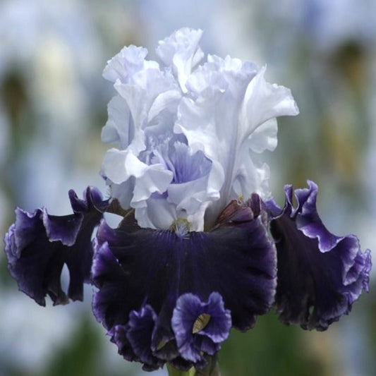 bearded iris feel the thunder