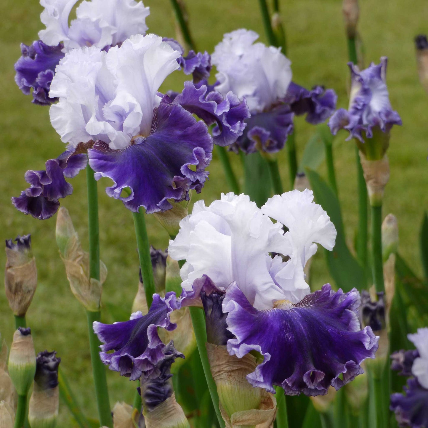 bearded iris feel the thunder