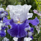 bearded iris fx shreiner