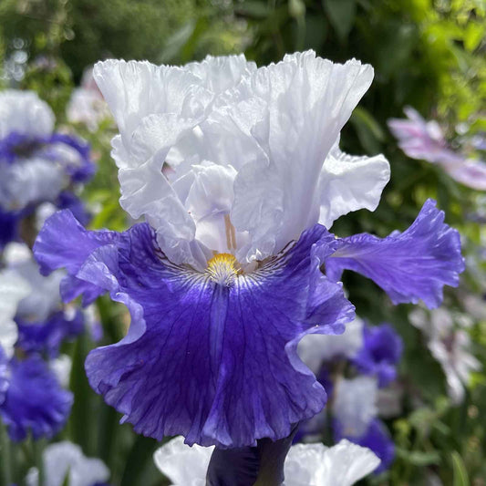 bearded iris fx shreiner