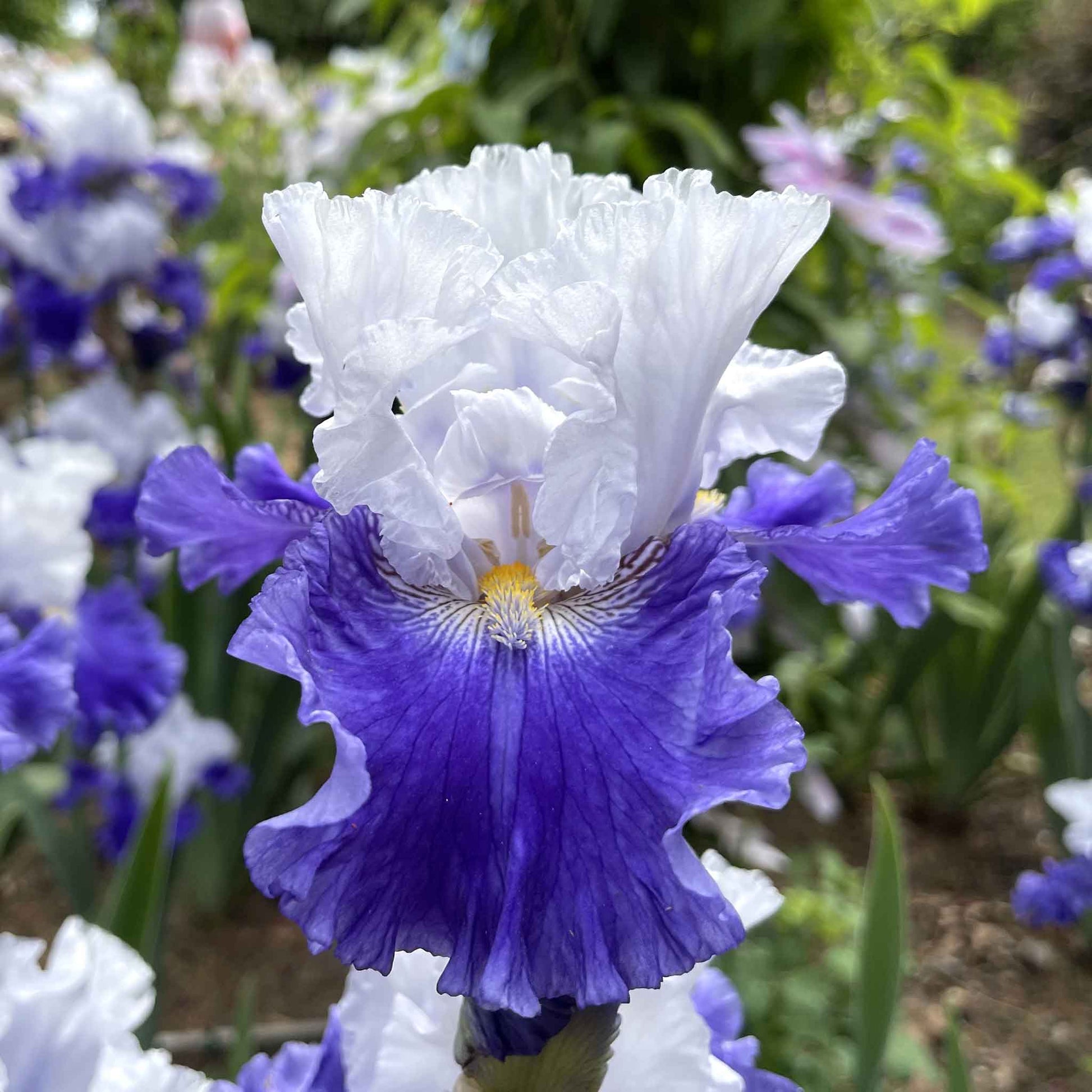 White and purple bearded iris fx schreiner in bloom against a blurred background.