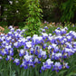 bearded iris fx shreiner
