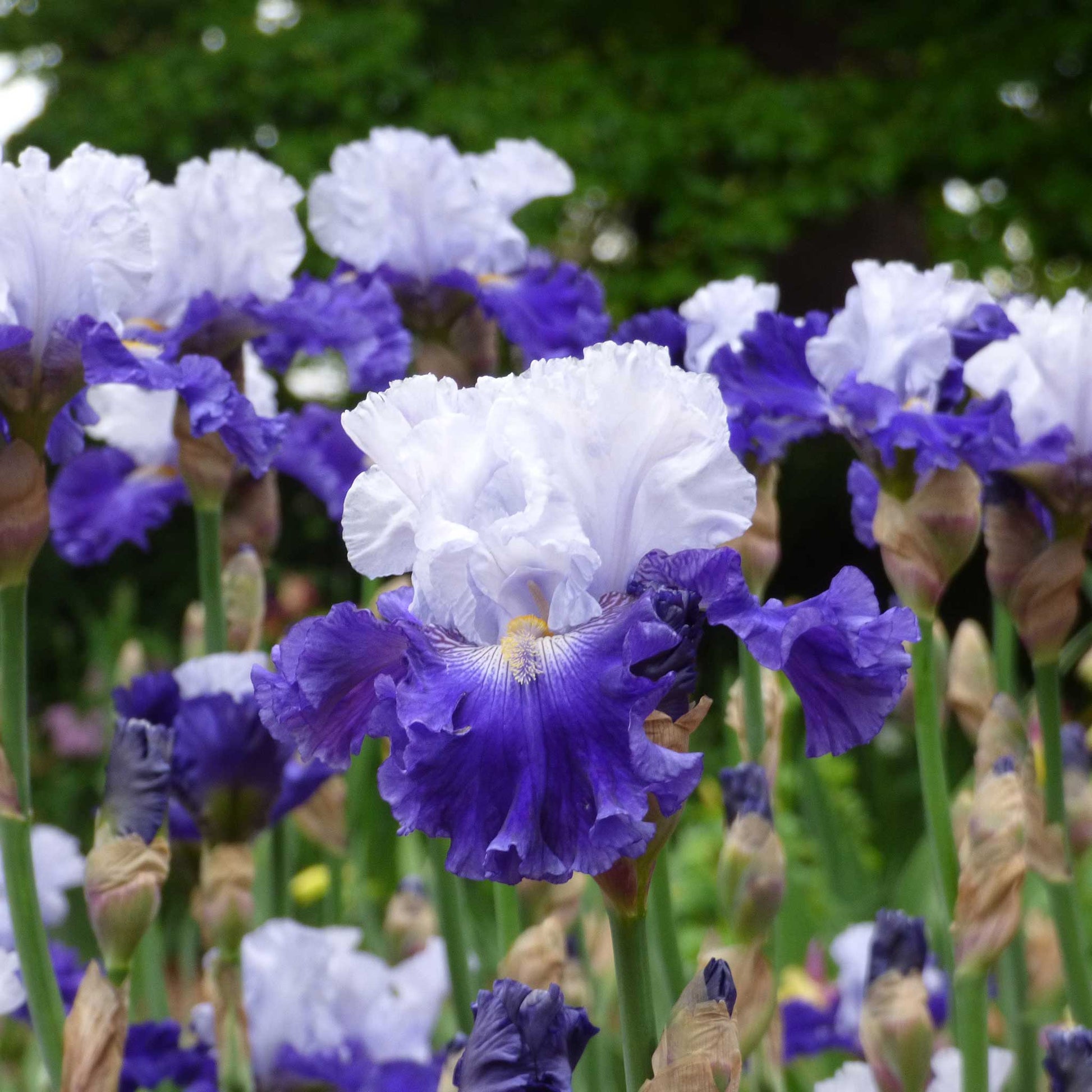 White and blue-purple bearded iris fx schreiner against a blurred green background.