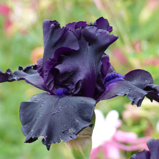bearded iris ghost train