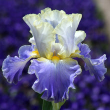 Blue and purple bearded iris gilt-edged bond with ruffled petals, soft blurred background.