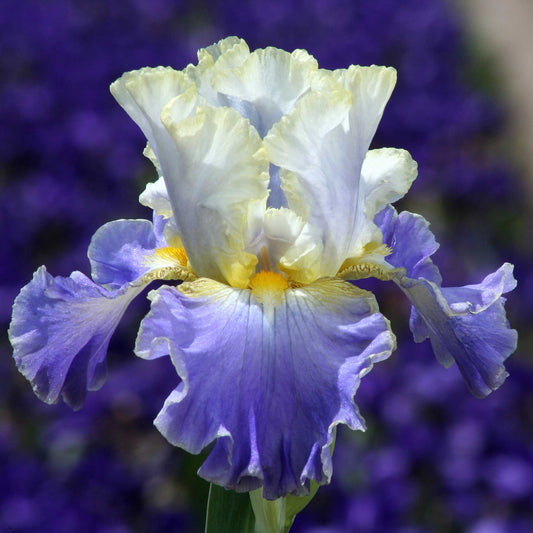 bearded iris gilt edged bond