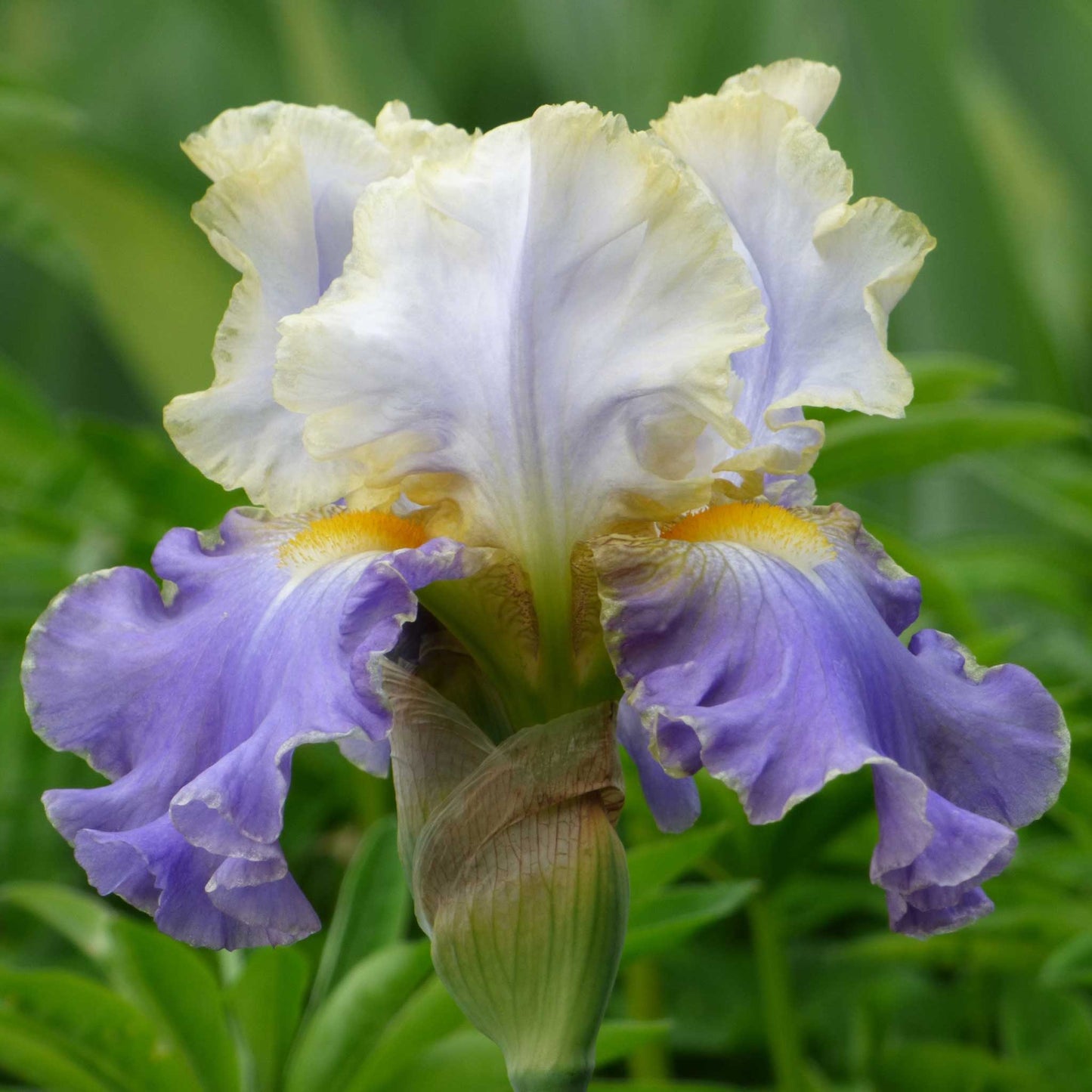 bearded iris gilt edged bond