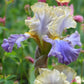 bearded iris gilt edged bond
