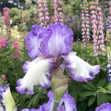 Close up of a purple and white girly girl bearded iris in a garden setting