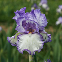 Close up of a purple and white girly girl bearded iris in a garden setting