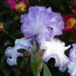 Close up of a purple and white girly girl bearded iris in a garden setting