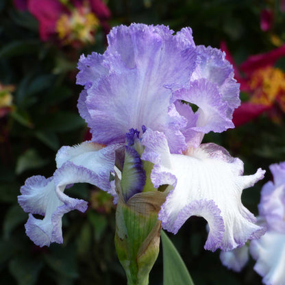 Close up of a purple and white girly girl bearded iris in a garden setting