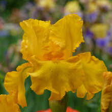 Close-up of a rich yellow here comes the sun bearded iris flower with a blurred background