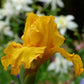 Close-up of a rich yellow here comes the sun bearded iris flower with a blurred background