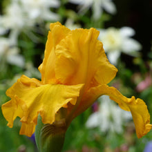 Close-up of a rich yellow here comes the sun bearded iris flower with a blurred background