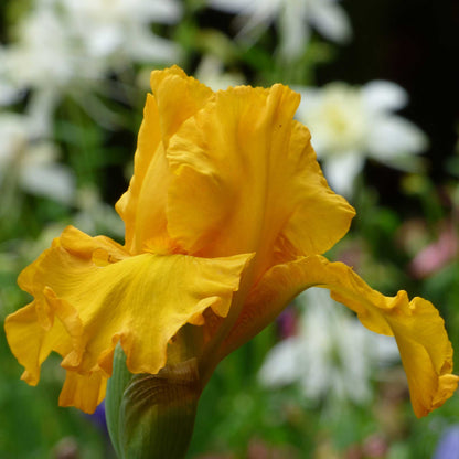 Close-up of a rich yellow here comes the sun bearded iris flower with a blurred background