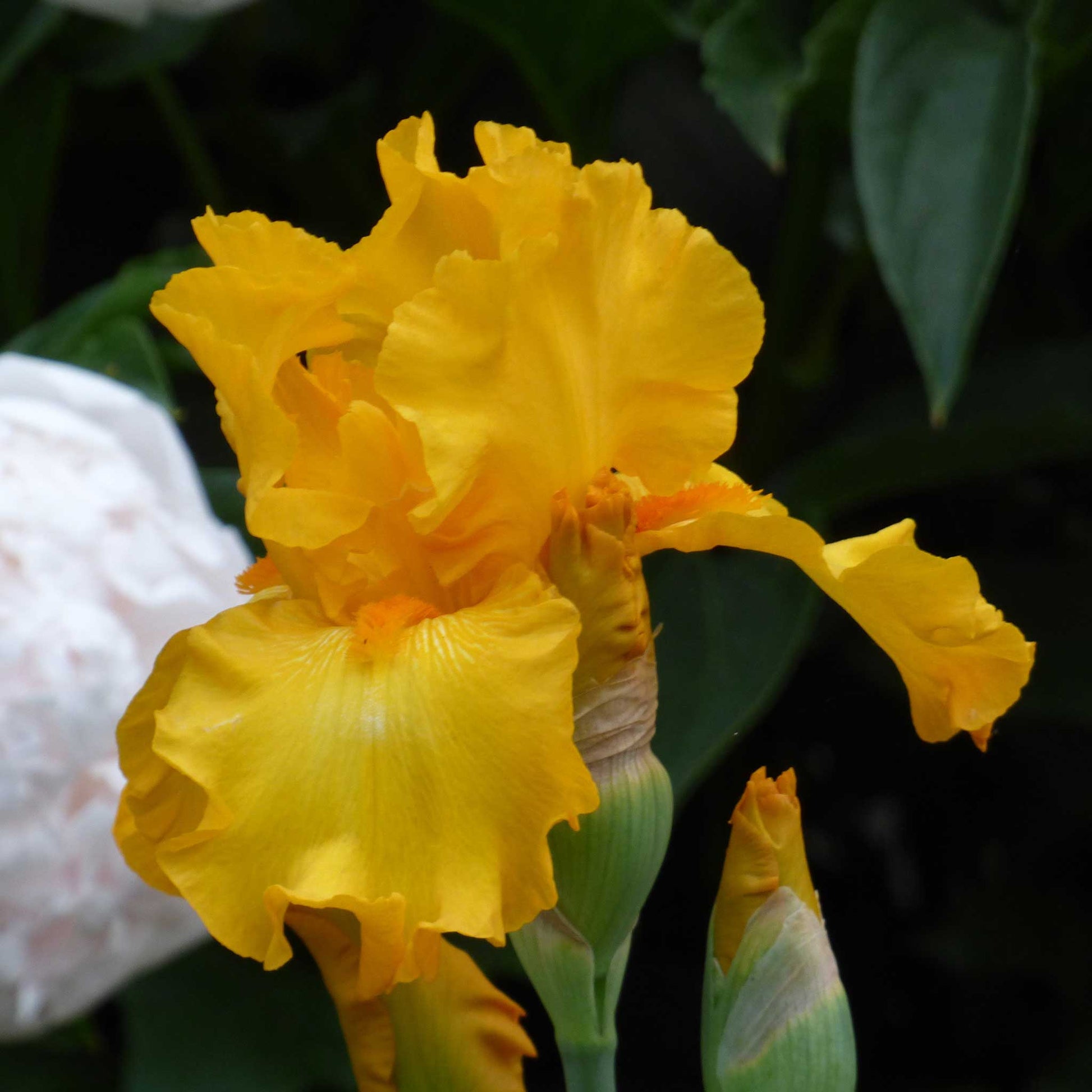 Close-up of a rich yellow here comes the sun bearded iris flower with a blurred background