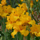 Close-up of a rich yellow here comes the sun bearded iris flower with a blurred background