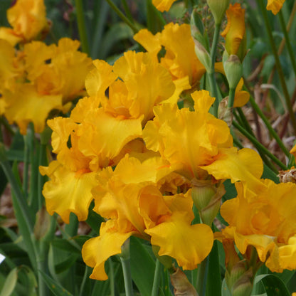 Close-up of a rich yellow here comes the sun bearded iris flower with a blurred background