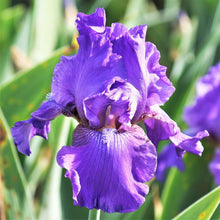 Purple bearded iris his royal highness close-up against a blurred green background.