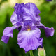 Re-Blooming Bearded Iris Bulbs - His Royal Highness