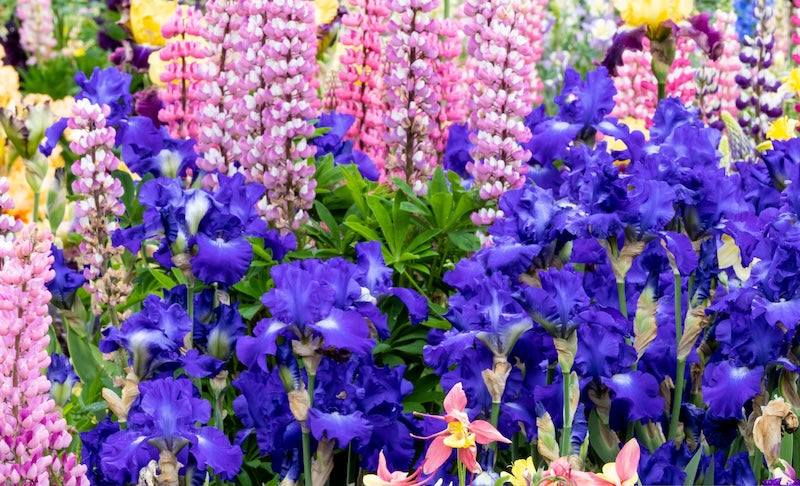 blue bearded iris in garden