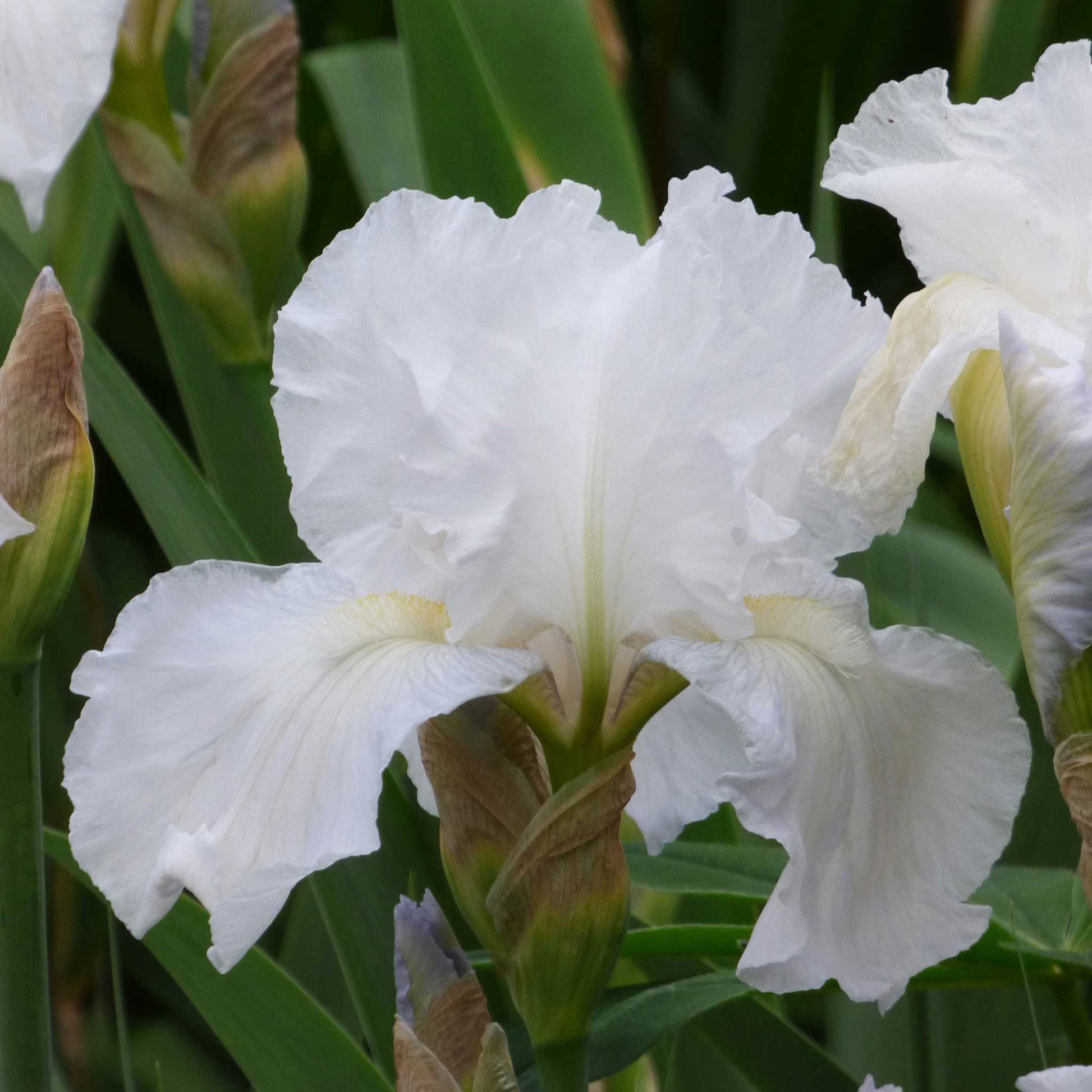 White bearded iris immortality in full bloom against a soft blurred background.