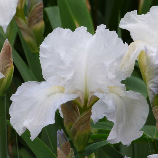 White bearded iris immortality in full bloom against a soft blurred background.