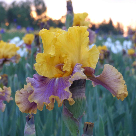 bearded iris in living color