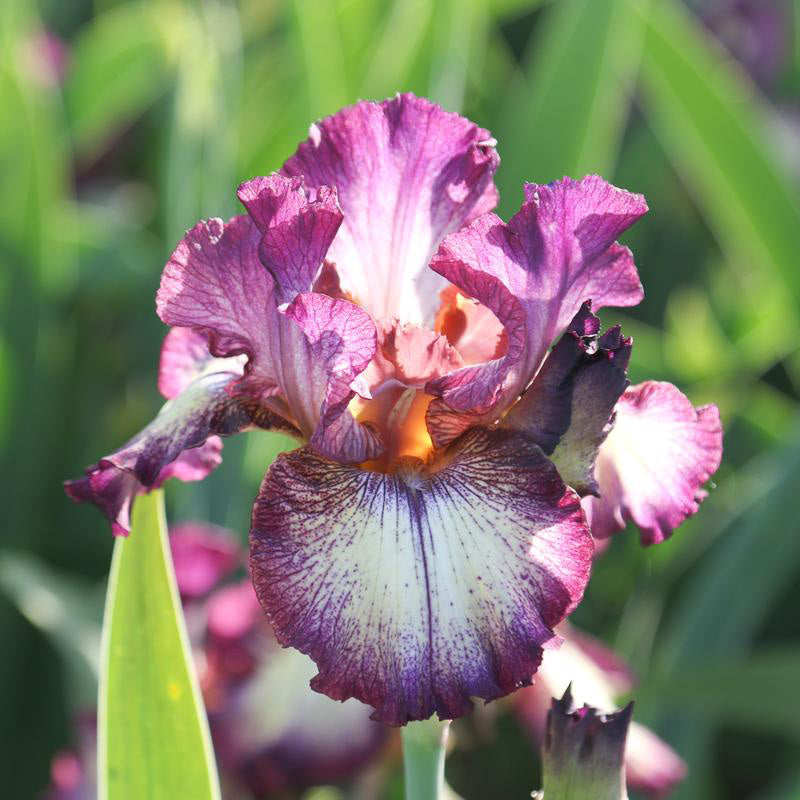 bearded iris innocent star