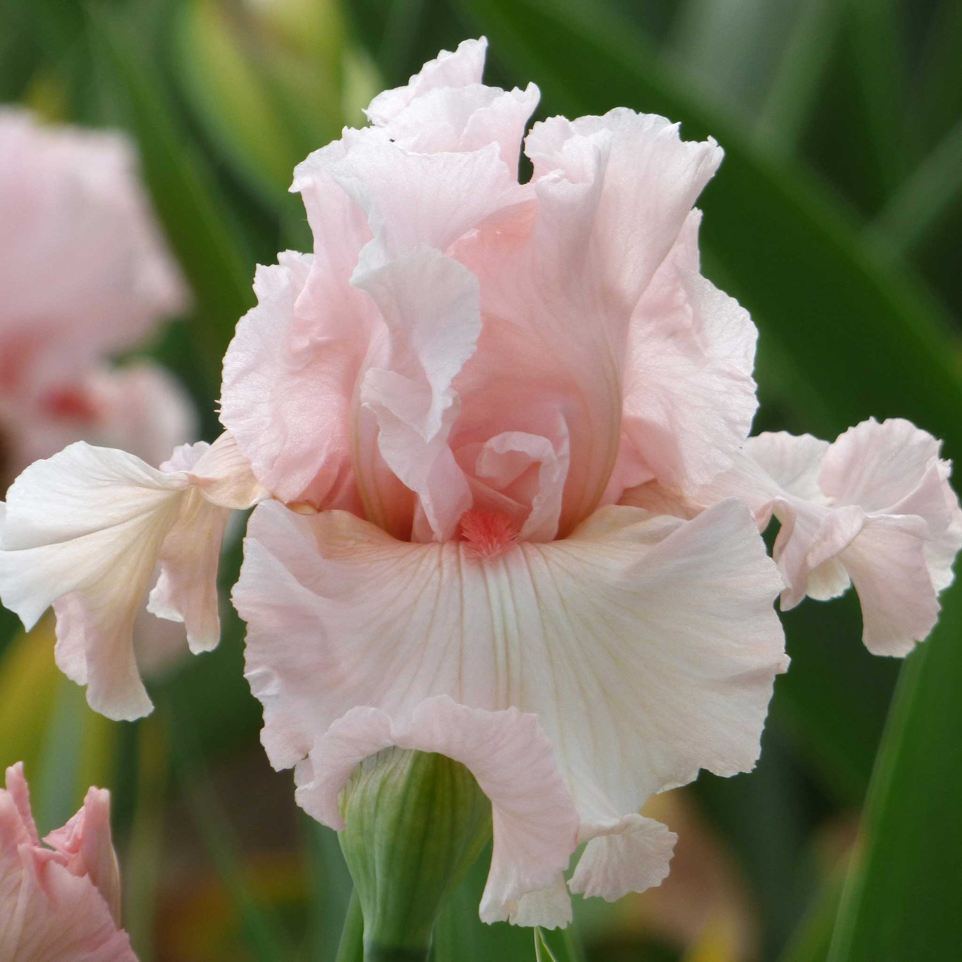 Close-up of a light pink irish beauty bearded iris flower with a blurred background