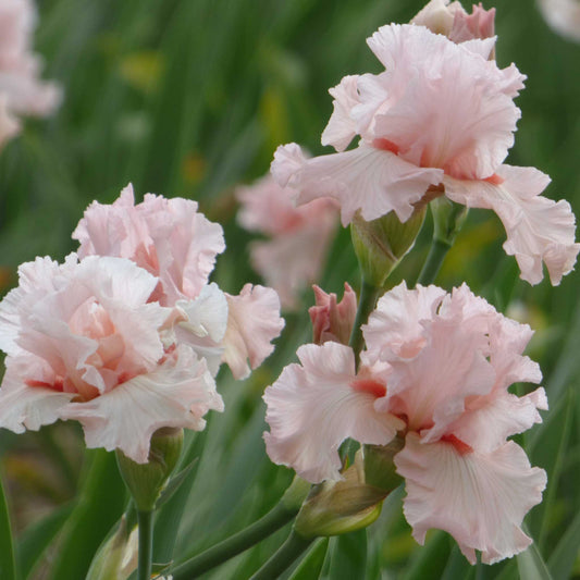 Close-up of a light pink irish beauty bearded iris flowers with a blurred background